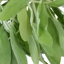 خلاصة الميرمية